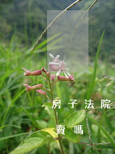 房子法院備案還可以買嗎(備案房法院可以拍賣嗎)