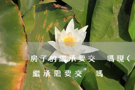 房子的繼承要交稅嗎(現(xiàn)在房子繼承需要交稅嗎)