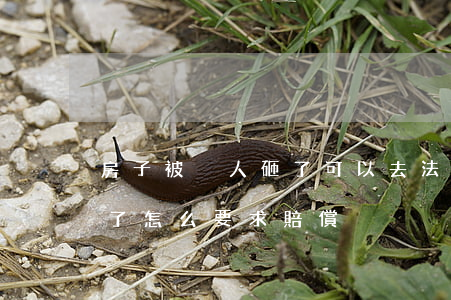 房子被別人砸了可以去法院起訴嗎(房子被砸了怎么要求賠償)