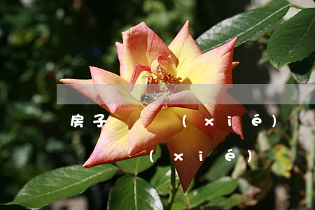 房子賠償協(xié)議書怎么寫模板(民事賠償協(xié)議書怎么寫模板)