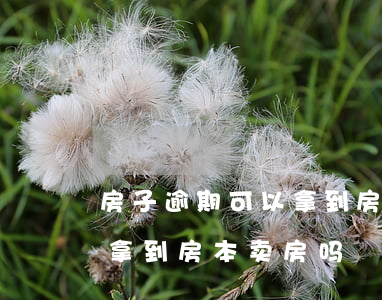 房子逾期可以拿到房本卖房吗 房子逾期可以拿到房本卖房吗