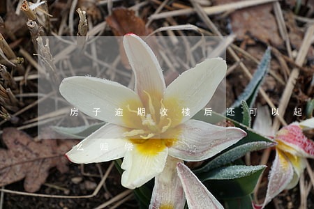 房子逾期收楼后还可以起诉吗-逾期收楼怎么赔偿