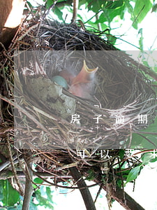 房子逾期起訴一定可以退房嗎(買房子逾期了可以要求退款嗎)