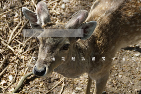 房子逾期起訴書(房子逾期起訴書怎么寫)
