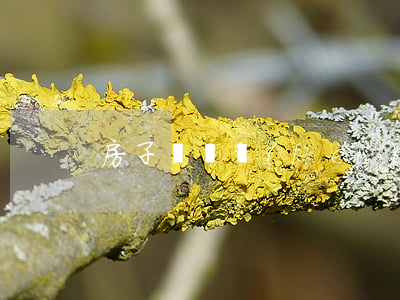 房子過戶費(fèi)