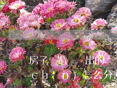 房子離婚從親出的錢(離婚婚前彩禮跟財產(chǎn)怎么分割)