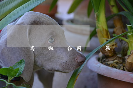 房屆租賃合同糾紛答辯狀怎么寫