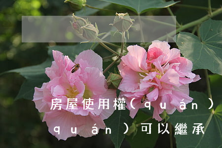 房屋使用權(quán)的繼承嗎(使用權(quán)可以繼承)
