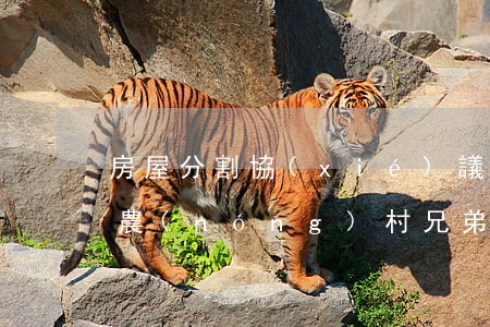 房屋分割協(xié)議書(shū)范本(農(nóng)村兄弟房屋分割協(xié)議書(shū)范本)