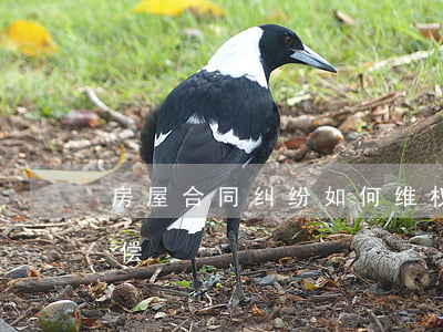 房屋合同纠纷如何维权(违反房屋合同怎样赔偿)