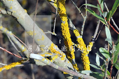 房屋合同逾期起訴-房屋違約起訴
