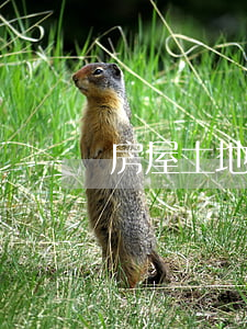 房屋土地租賃合同