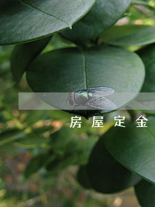 房屋定金合同糾紛怎么處理
