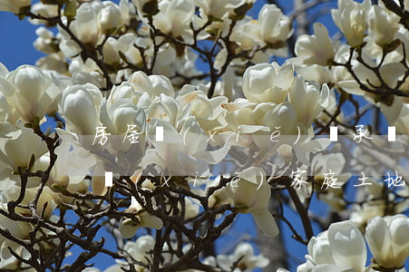 房屋寫(xiě)繼承協(xié)議怎么寫(xiě)(家庭土地繼承協(xié)議書(shū)怎么寫(xiě))