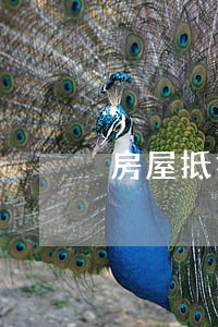 房屋抵押給貸款公司逾期(抵押房貸逾期后果)