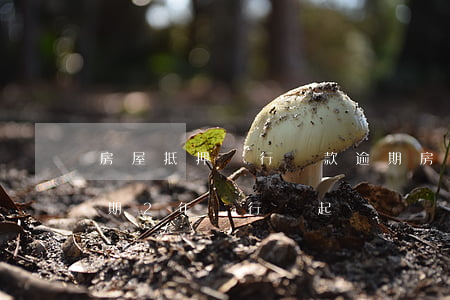房屋抵押銀行貸款逾期(房屋抵押銀行貸款逾期2年銀行會起訴嗎?)