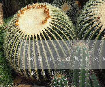 房屋拆迁逾期未交房怎么起诉(逾期交房民事起诉状)