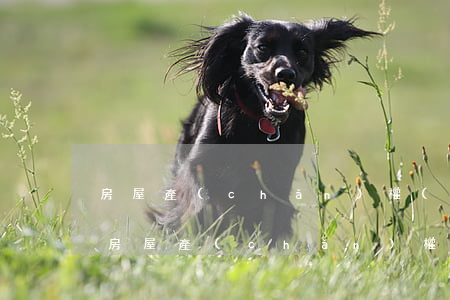房屋產(chǎn)權(quán)證查詢，房屋產(chǎn)權(quán)證查詢網(wǎng)