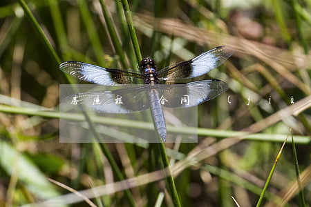 房屋租賃合同簡(jiǎn)單版