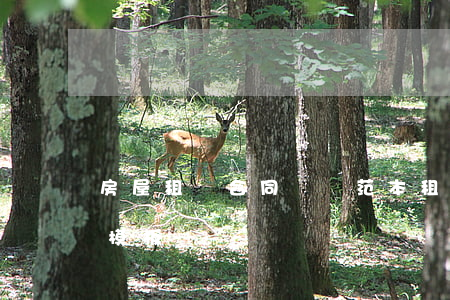 房屋租賃合同簡單范本(租房協(xié)議模板)