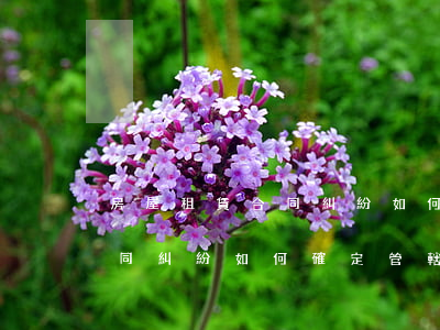 房屋租賃合同糾紛如何確定管轄(房屋租賃合同糾紛如何確定管轄)