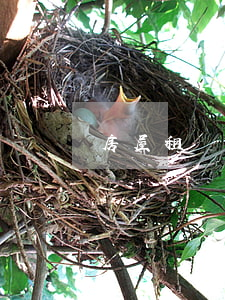 房屋租賃期間房子法院可以拍賣嗎