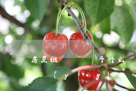 房屋租賃糾紛屬于什么糾紛(房屋租賃合同糾紛應(yīng)由)