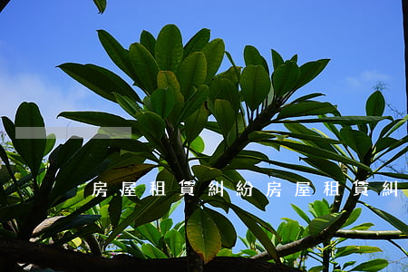 房屋租賃糾紛(房屋租賃糾紛答辯狀成功案例)