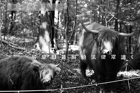 房屋租賃糾紛法律常識(shí)，趕緊收藏