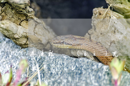 房屋租賃補(bǔ)充協(xié)議(房屋租賃補(bǔ)充協(xié)議內(nèi)容)