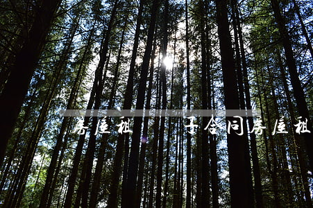 房屋租賃電子合同(房屋租賃電子合同怎么簽)