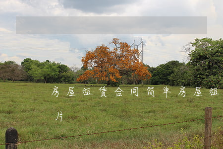 房屋租赁合同 简单(房屋租赁合同简单模板图片)