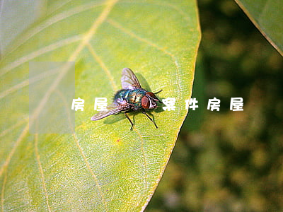 房屋糾紛案件(房屋糾紛案件審理需要多久)