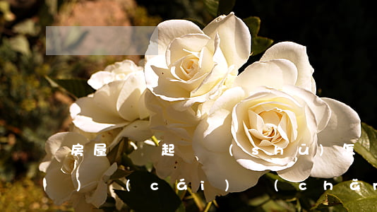 房屋糾紛起訴書(shū)怎樣寫(xiě)(財(cái)產(chǎn)糾紛起訴書(shū)怎么寫(xiě))