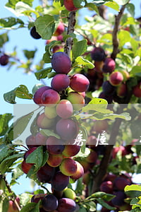 房屋繼承份額后怎么辦(繼承的份額如何確定)