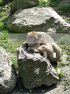 房屋繼承有什么手續(xù)(房屋繼承有哪些手續(xù))