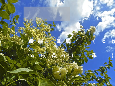 房屋繼承算遺產(chǎn)嗎(房屋遺產(chǎn)繼承權(quán))