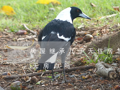 房屋继承儿子无住房怎么分(继承部分房产算无房户吗?)