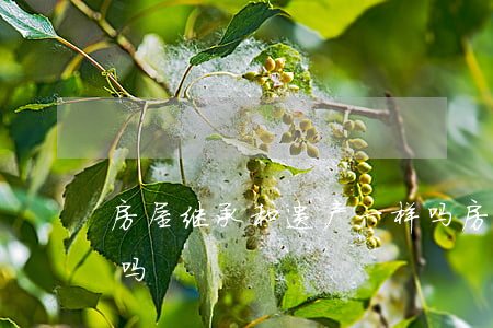 房屋继承和遗产一样吗(房屋继承和遗产一样吗)