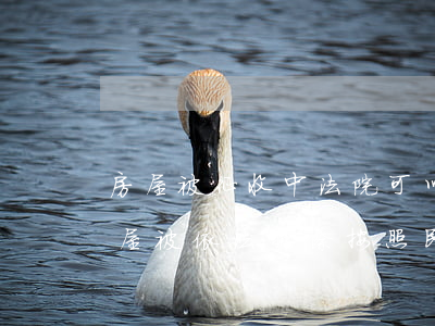 房屋被征收中法院可以拍賣嗎(因國家征收房屋被依法拆除,按照民法典)