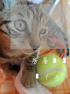 房屋買賣合同協(xié)議(房屋買賣合同協(xié)議簡易版)