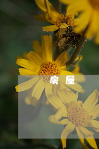 房屋買賣合同糾紛歸哪個部門管轄