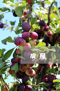 房屋買賣居間服務(wù)協(xié)議書