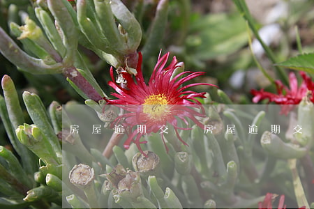 房屋逾期交樓(房屋逾期交樓)