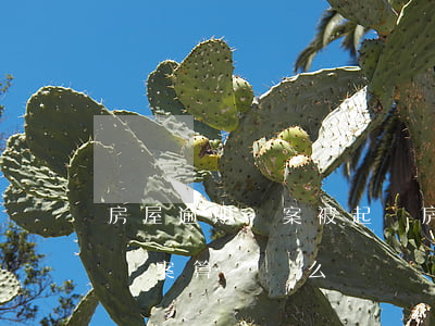 房屋逾期備案被起訴(房產(chǎn)逾期備案算違約么)
