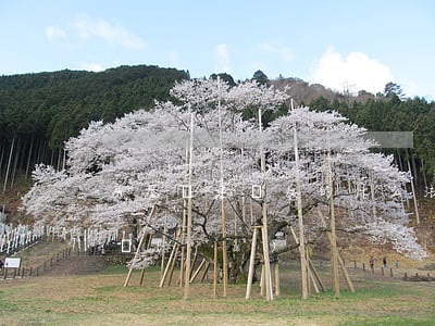 房屋違建違反的什么法律(住宅違建的法律依據(jù))