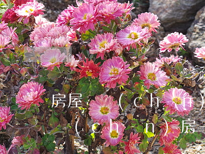 房屋遺產(chǎn)繼承要交稅嗎(繼承遺產(chǎn)房子要交房產(chǎn)稅)