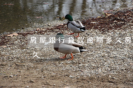 房屋銀行貸款逾期多久(房屋銀行貸款逾期多久)