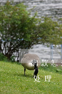 房款怎么办理逾期还款(逾期不还房贷会怎样处理?)