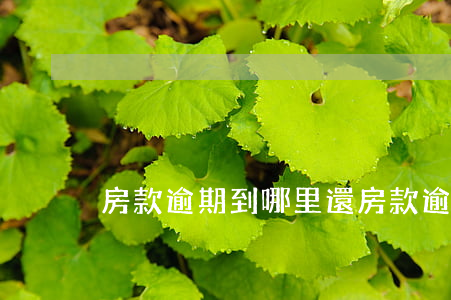 房款逾期到哪里還(房款逾期怎么消除)